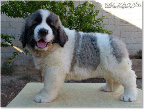 Pyrenean Mastiff Olson de Reis D'Aragón. Puppy 2 months Puppy Pyrenean Mastiff Olson de Reis D'Aragón