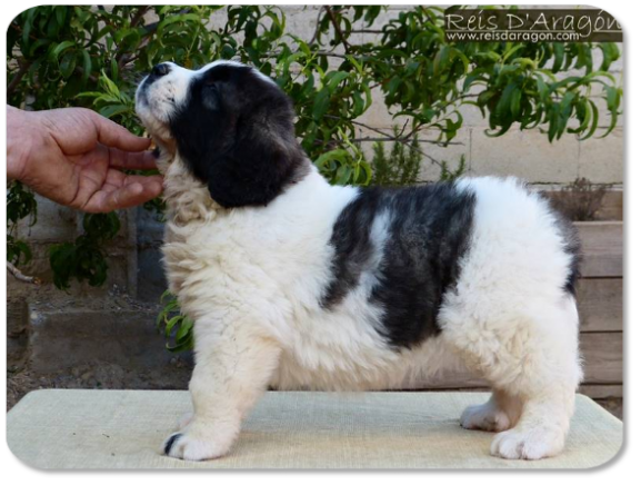 Pyrenean Mastiff puppy litter "Q" from Reis D'Aragón
