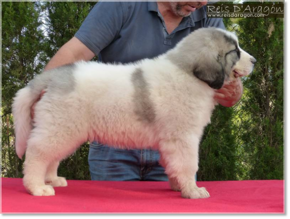 Puppy Pyrenean Mastiff Osia de Reis D'Aragón