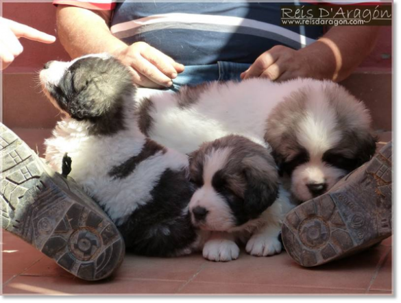 Puppies Pyrenean Mastiff from Reis D'Aragón