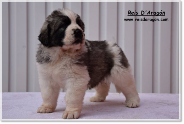 Puppy Pyrenean Mastiff Xea de Reis D'Aragón (female)