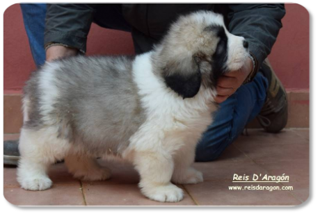 Pyrenean Mastiff puppy litter "X" from Reis D'Aragón