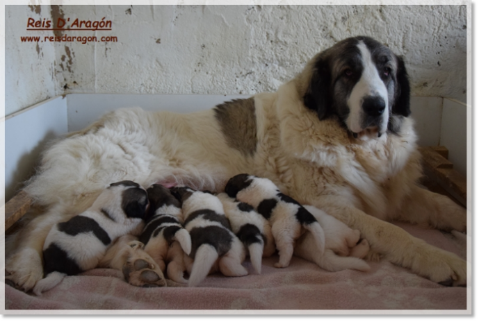 Pyrenean Mastiff puppies newborns with their mother