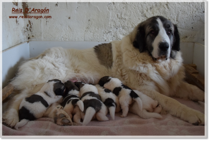 Buy a puppy of Pyrenean Mastiff breed Breeder of puppies