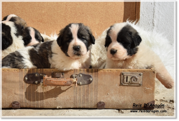 Puppies litter "Y"