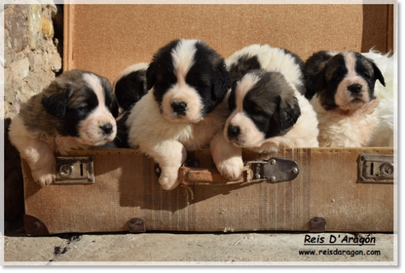 Puppies litter "Y"