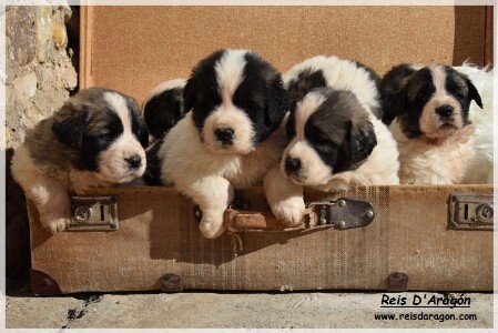 Puppies Pyrenean Mastiff Puppies Pyrenean Mastiff