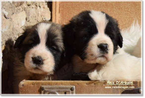 Puppies litter "Y"