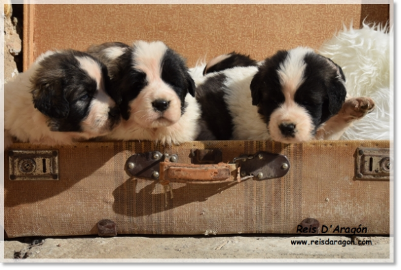 Puppies litter "Y"