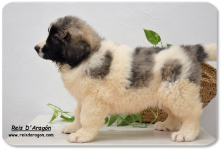 Pyrenean Mastiff puppy litter "A2" from Reis D'Aragón