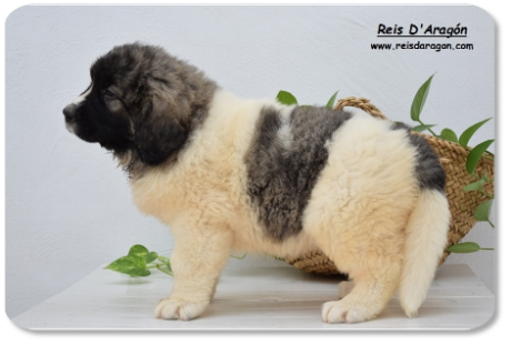 Pyrenean Mastiff puppy litter "A2" from Reis D'Aragón