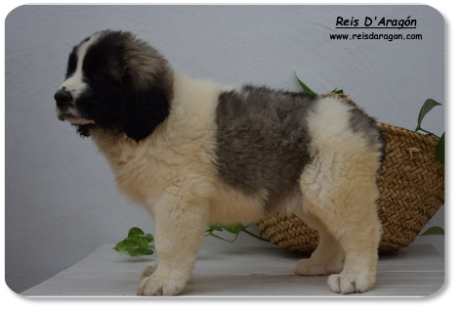 Pyrenean Mastiff puppy litter "A2" from Reis D'Aragón