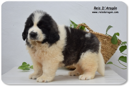 Pyrenean Mastiff puppy litter "A2" from Reis D'Aragón