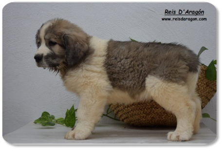 Pyrenean Mastiff puppy litter "A2" from Reis D'Aragón