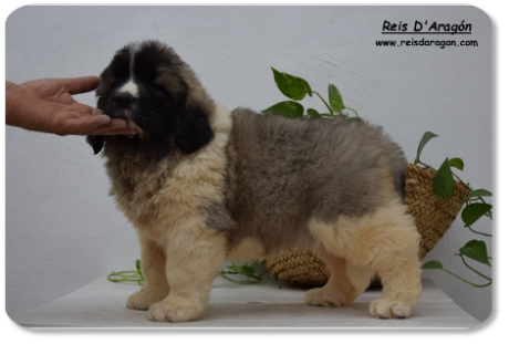 Pyrenean Mastiff puppy litter "A2" from Reis D'Aragón