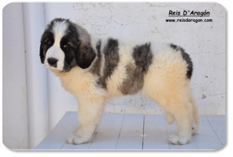 Pyrenean Mastiff puppy litter "A2" from Reis D'Aragón