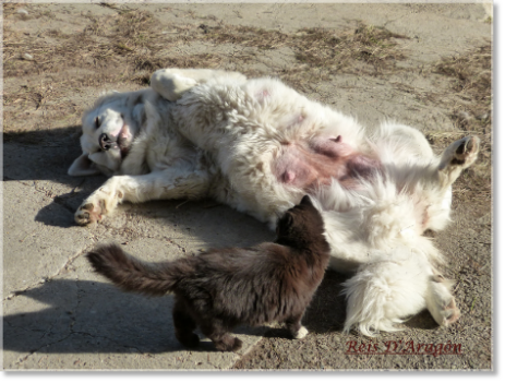 Pyrenean Mastiff with cat