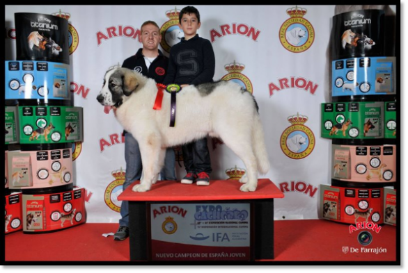 Pyrenean Mastiff Champion CH Igries de Reis D'Aragón