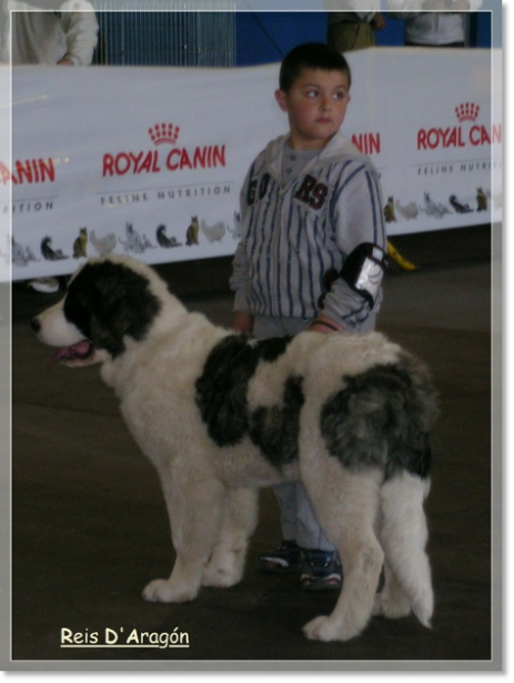Giuditta in the Pyrenean Mastiff Specialty Show with his young handler