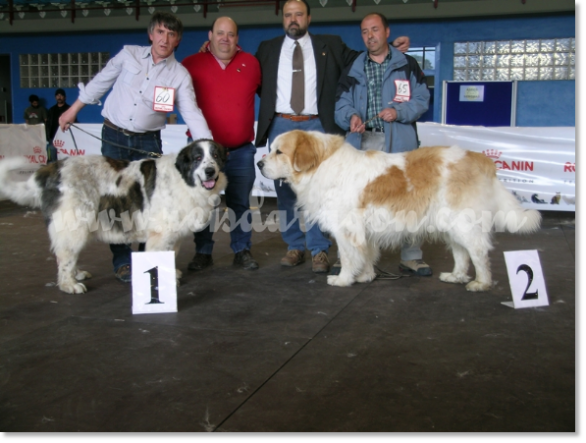 30ª PYRENEAN MASTIFF SPECIALTY DOG SHOW