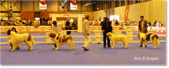National Dog Show Special Spanish Breeds Madrid