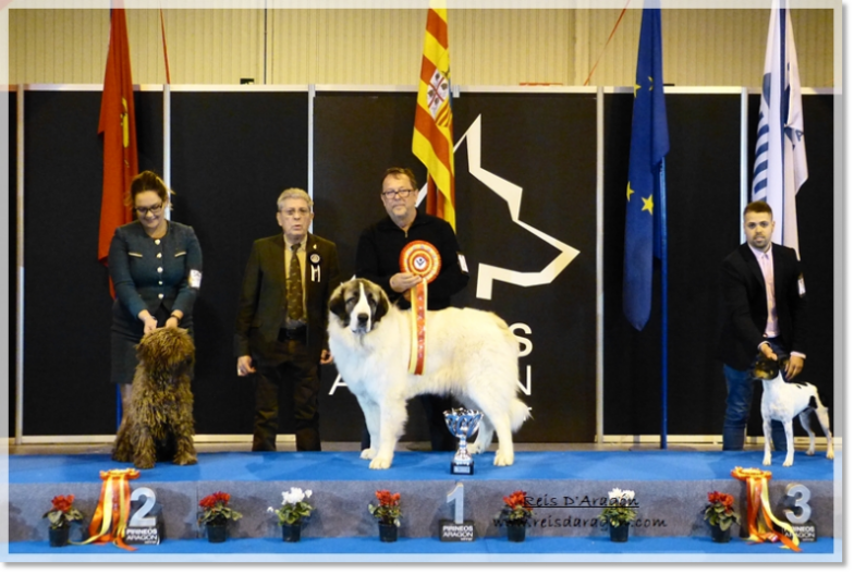 Zaragoza Dogshow - BIS Spanish Breeds