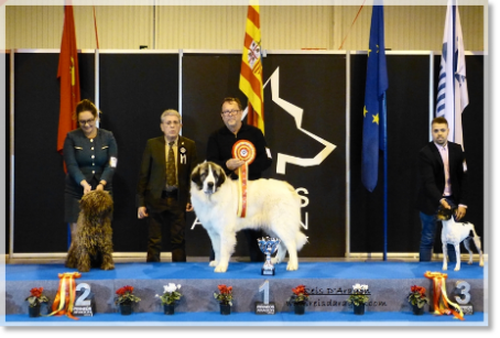 Pyrenean Mastiff BIS RREE 2019