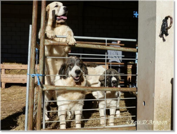 Cattle Fair of Cedrillas