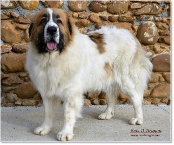 Pyrenean Mastiff Champion CH Gesera de Reis D'Aragón