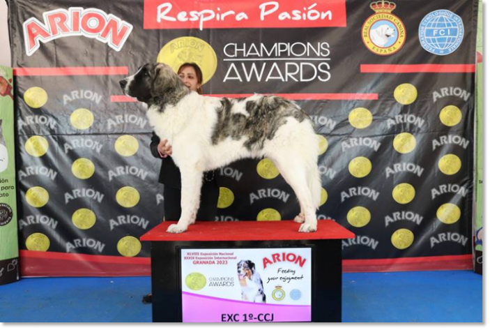 Dogshow Granada 2023 - Pyrenean Mastiff Destacado de Reis D'Aragón Dogshow Granada 2023 - Pyrenean Mastiff Destacado de Reis D'Aragón