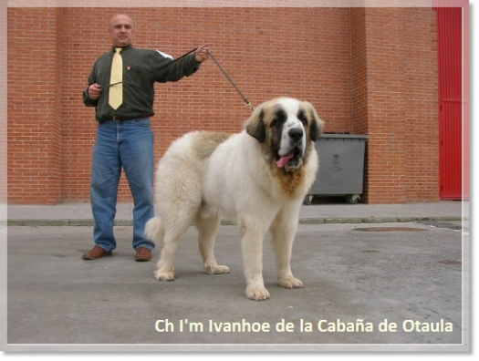 CH I'm Ivanhoe de la Cabaña de Otaula, father of the puppies
