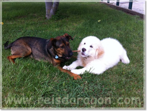 The puppy Broto de Reis D'Aragón with a friend