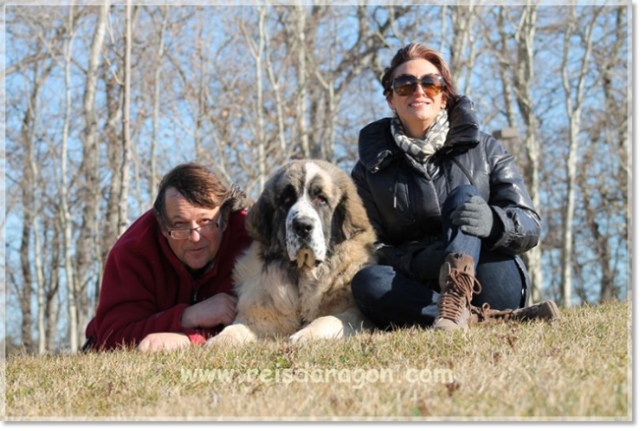 Reis D'Aragón. Pyrenean Mastiff and Jack Russell Terrier breeder Reis D'Aragón. Pyrenean Mastiff and Jack Russell Terrier breeder