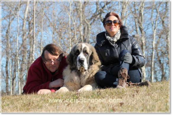 Reis D'Aragón Pyrenean Mastiff Reis D'Aragón Pyrenean Mastiff
