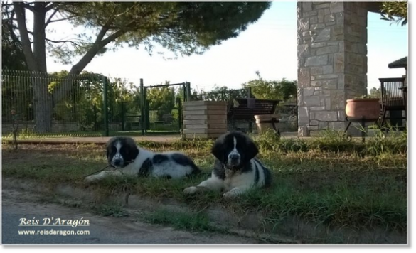 Pyrenean Mastiff Puppies Morilla and Miz de Reis D'Aragón