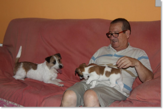 Testimonials of the families of our puppies Jack Russell Terrier