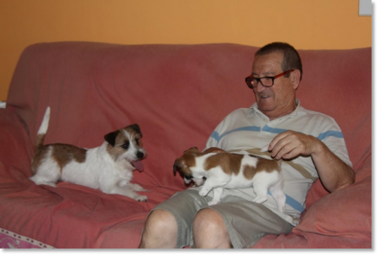 Testimonials of the families of our puppies Jack Russell Terrier Testimonials of the families of our puppies Jack Russell Terrier