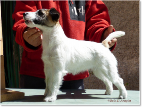 Description and character of the Jack Russell Terrier