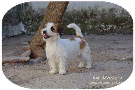 Official Standard of the Jack Russell Terrier breed