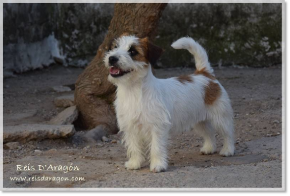 Jack Russell Terrier female Romina de El Roc D'Auró