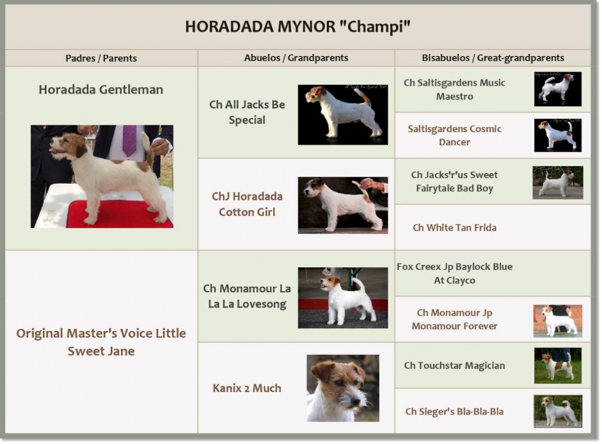 Pedigree of Jack Russell Terrier Horadada Mynor