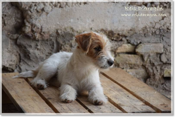 Jack Russell Terrier Campanilla de Reis D'Aragón