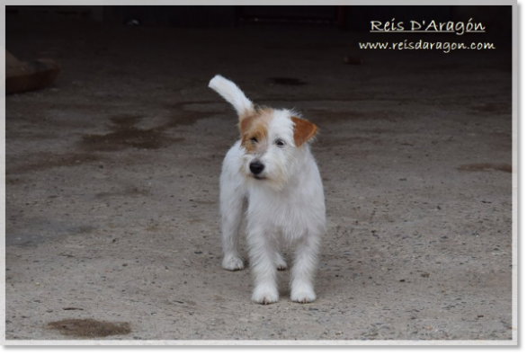 Jack Russell Terrier Campanilla de Reis D'Aragón