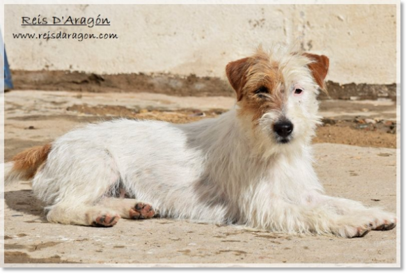 Jack Russell Terrier Campanilla de Reis D'Aragón