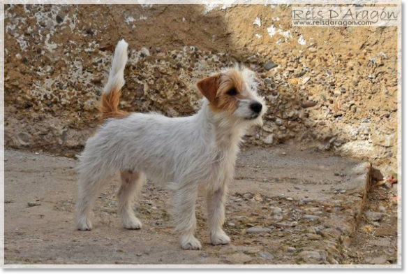 Jack Russell Terrier female Campanilla de Reis D'Aragón