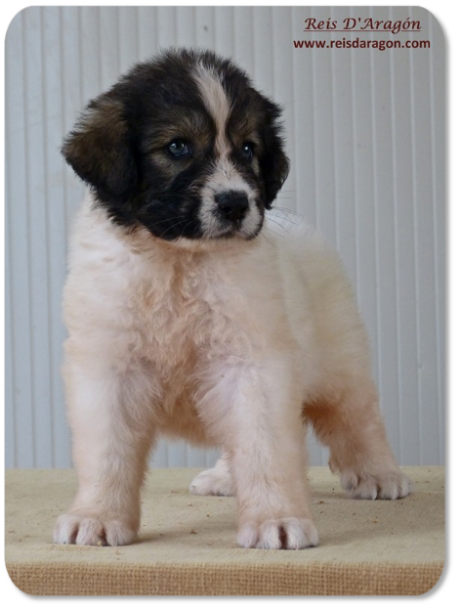 Pyrenean Mastiff puppy litter "K" from Reis D'Aragón