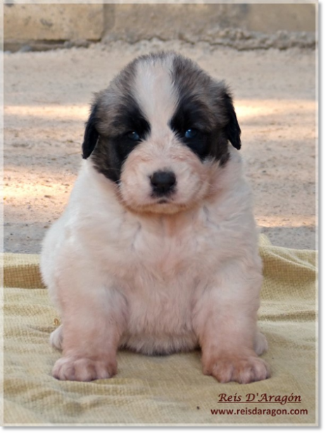 Puppies Pyrenean Mastiff from Reis D'Aragón