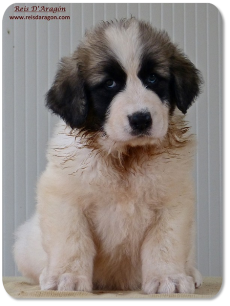 Pyrenean Mastiff puppy litter "K" from Reis D'Aragón