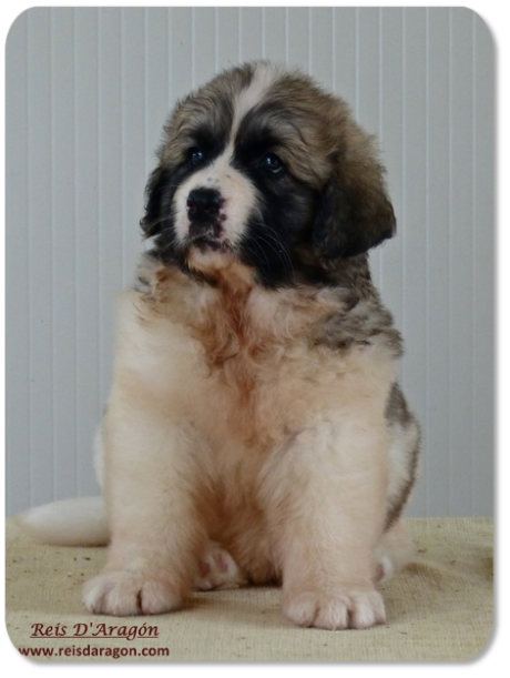 Pyrenean Mastiff puppy litter "K" from Reis D'Aragón