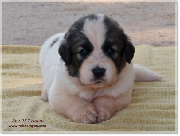 Puppies Pyrenean Mastiff from Reis D'Aragón